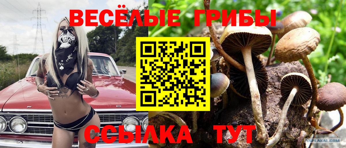 Зеленокумск  Галлюциногенные грибы Psilocybe  Вход с VPN 